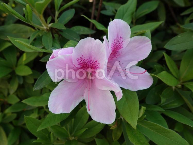 ツツジが薄桃色に咲いています。 花,植物,咲くの写真素材