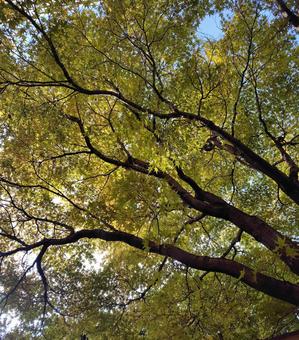 もみじ 秋,紅葉,葉の写真素材