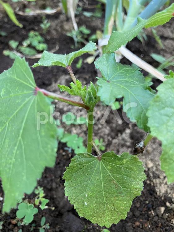 オクラの小さな実 オクラ,オクラの実,オクラの苗の写真素材