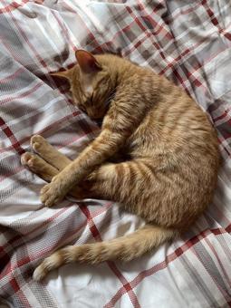 すやすや子猫 子猫,猫,ネコの写真素材