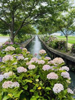 紫陽花 見上げる,アーチ,トンネルの写真素材