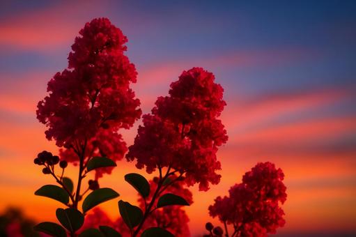 夕映えのサルスベリ 夕映えのサルスベリの写真