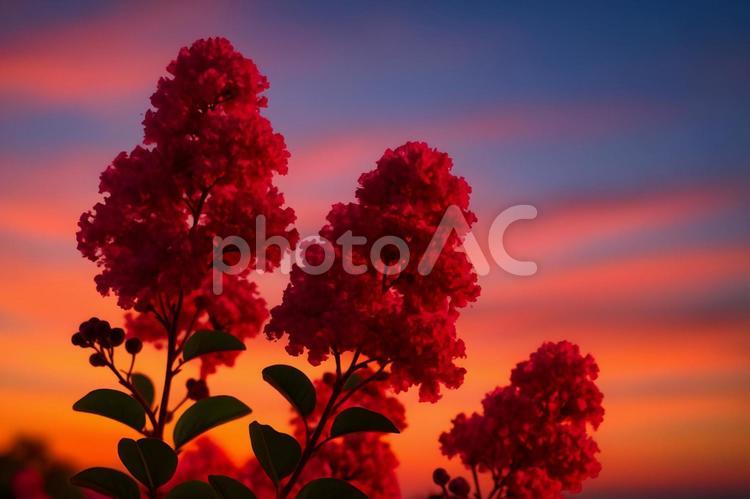 夕映えのサルスベリ サルスベリ,夕焼け,花の写真素材