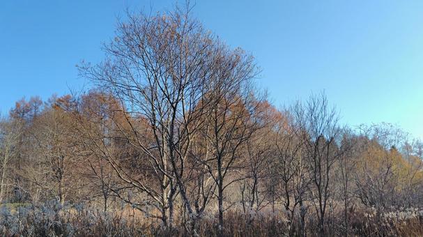 秋晴れの空と森林 晴天,秋晴れ,自然の写真素材