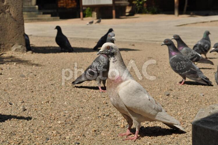 白いハト 鳩,鳥,生き物の写真素材