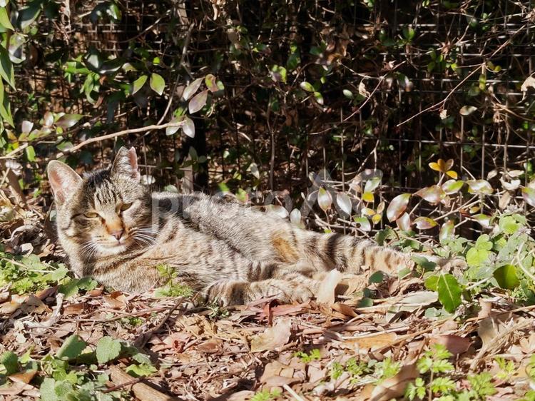 かくれんぼ中の猫 猫,ネコ,野良猫の写真素材