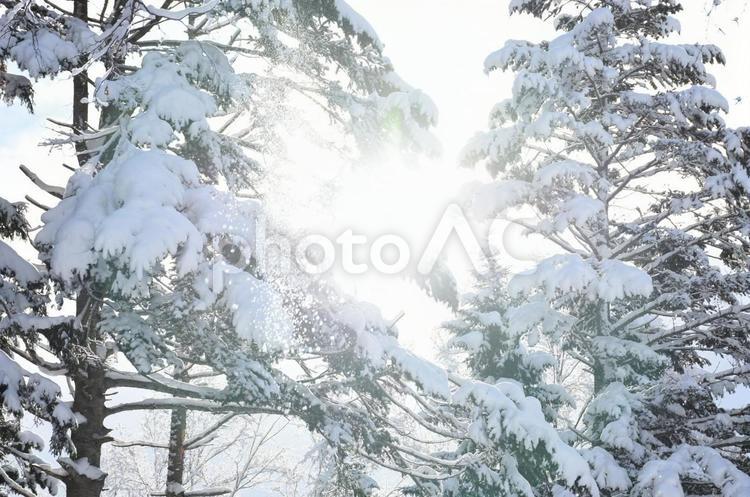 木の間から太陽さんこんにちは japan,北海道,虻田郡の写真素材