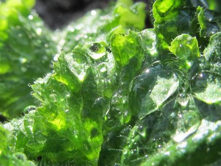 水滴と緑の葉の風景 水滴と緑の葉の風景 水滴,しずく,雨の写真素材