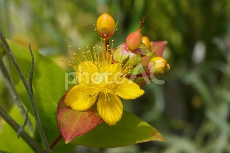 オトギリソウの花と蕾と果実 オトギリソウ,花,弟切草の写真素材