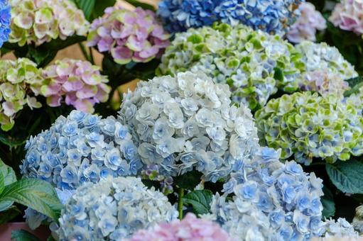 色とりどりに咲く紫陽花の花 色とりどりに咲く紫陽花の花の写真