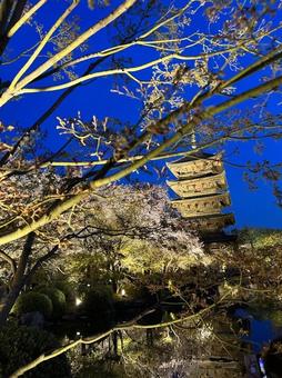 夜桜と五重塔 東寺,夜桜,五重塔の写真素材