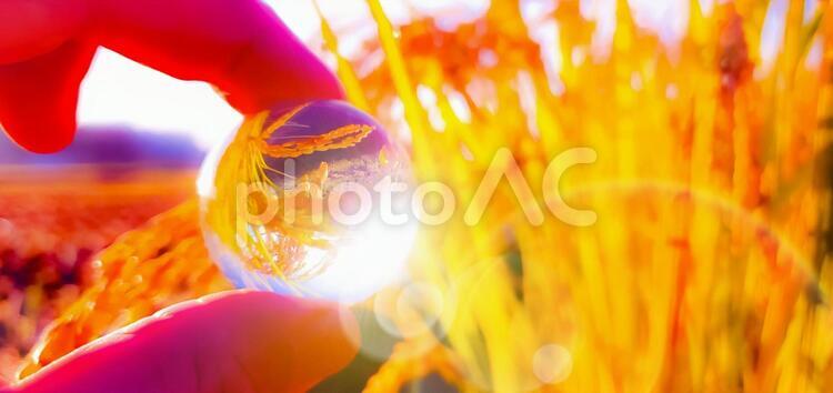 太陽に照らされた稲 ぼかし,燃やす,鮮やかの写真素材