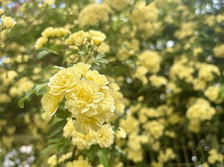 モッコウバラ モッコウバラ モッコウバラ,薔薇,黄色の写真素材