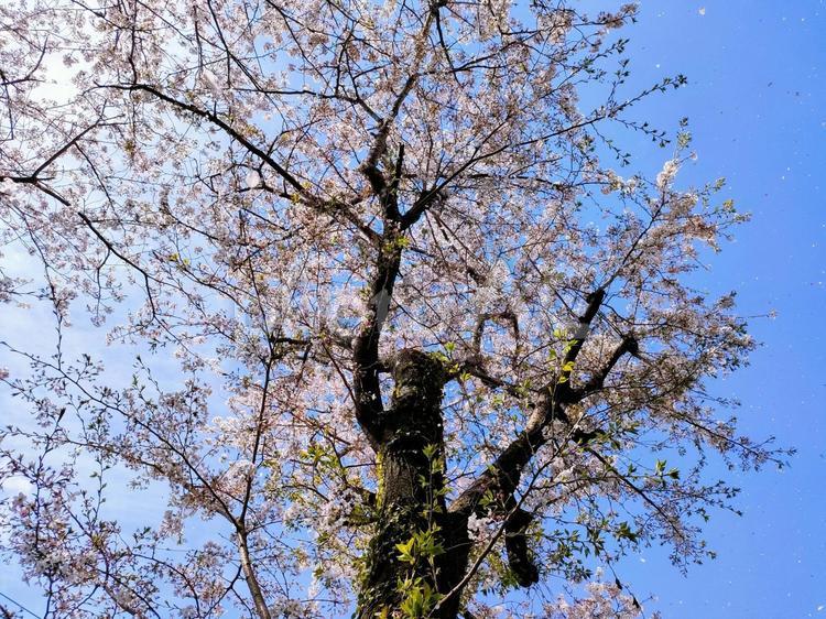 朝の青空と桜の木 桜,桜の木,桃色の写真素材