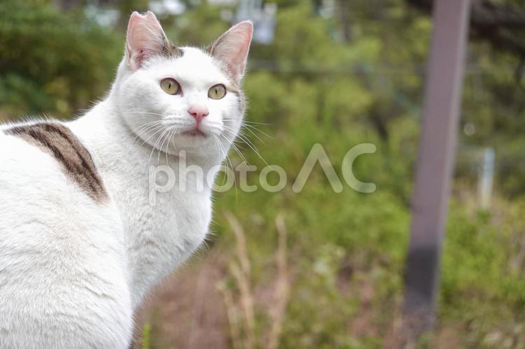 雄のシロキジ猫 保護猫,猫,ネコの写真素材