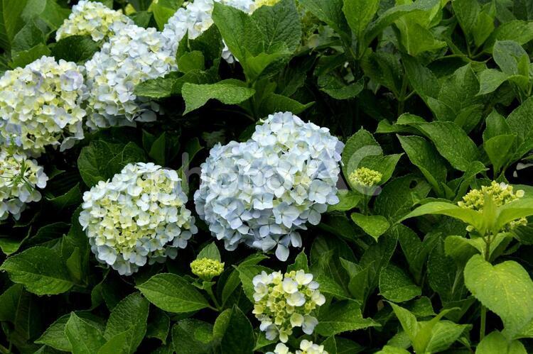雨の中のアジサイ アジサイ,あじさい,紫陽花の写真素材