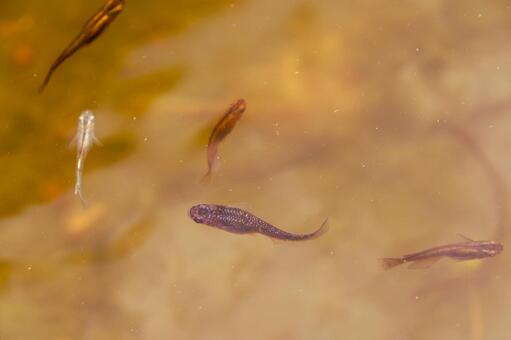 濁った水面を泳ぐ複数のメダカ メダカ,群れ,複数の写真素材