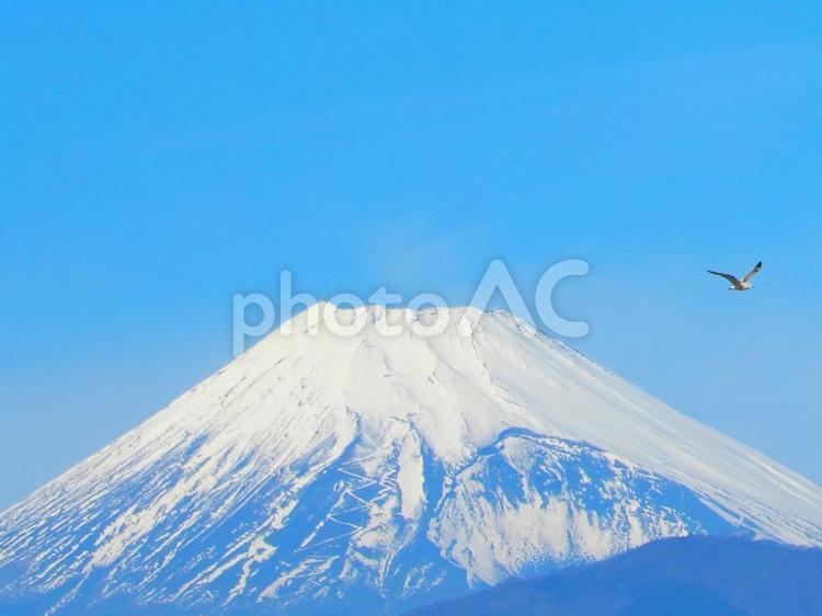 富士山と一羽の鳥 山,世界遺産,冬の写真素材