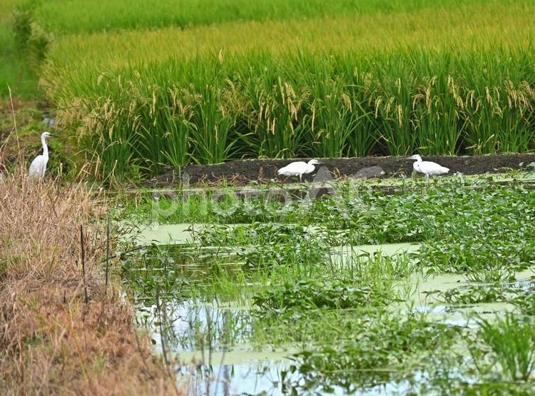田んぼのコサギを見守るダイサギ ダイサギ,サギ,鷺の写真素材