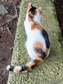 後ろ姿の三毛猫 後ろ姿の三毛猫の写真