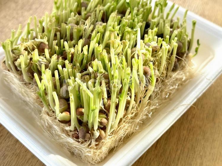 豆苗の再生栽培 豆苗,再生栽培,水耕栽培の写真素材