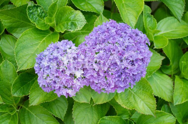 梅雨に輝く紫色のアジサイ 紫陽花,あじさい,アジサイの写真素材