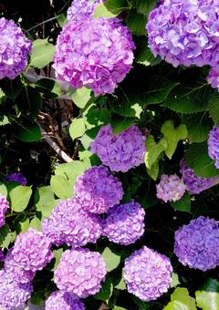 紫陽花 紫陽花の写真