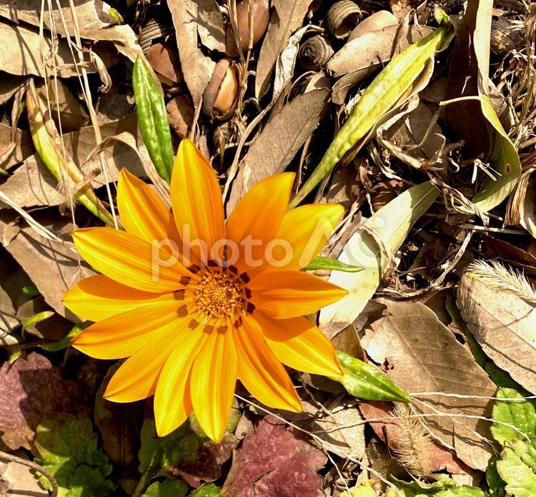 落ち葉からガザニア ガザニア,花,植物の写真素材