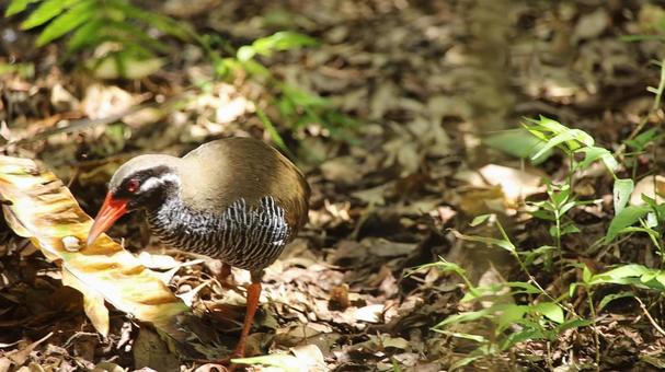 ヤンバルクイナ ヤンバルクイナ,安田くいなふれあい公園,沖縄の写真素材