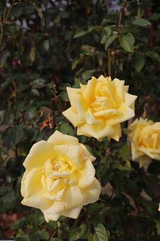 棘の無い薔薇、鎌倉 棘の無い薔薇、鎌倉の写真