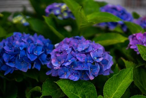 青と紫のグラデーションアジサイ アジサイ,紫陽花,花の写真素材
