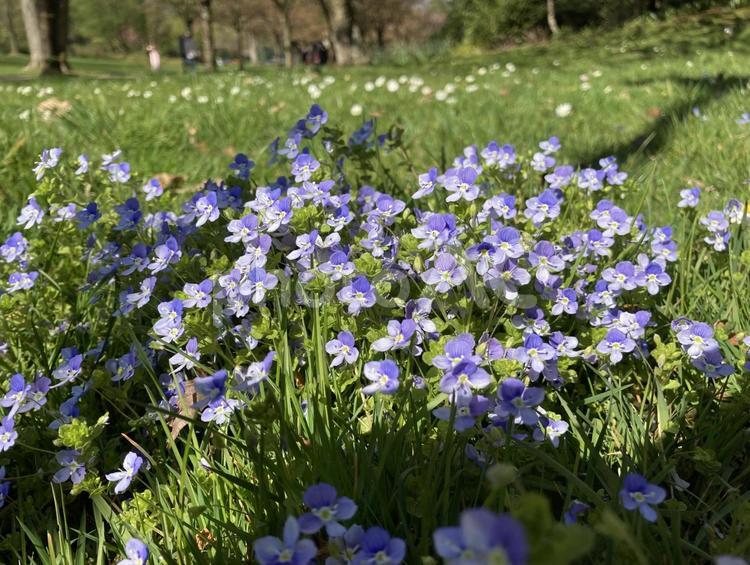 見過ごされがちなかわいい春の雑草 雑草,紫色の花,春の写真素材