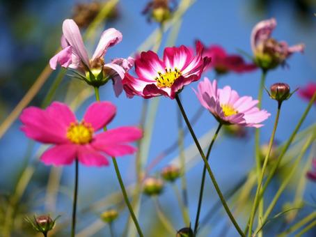 Photo, cosmos, autumn cherry blossoms, flower bed, 