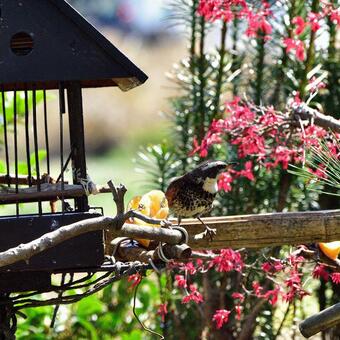 ヒヨドリ ヒヨドリの写真