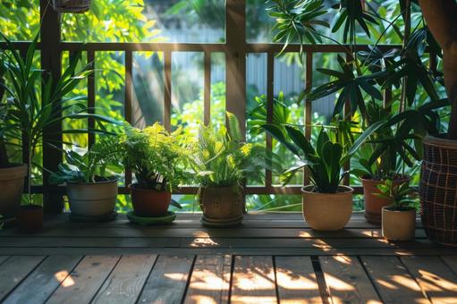 朝の光に照らされる観葉植物たち 朝の光に照らされる観葉植物たちの写真