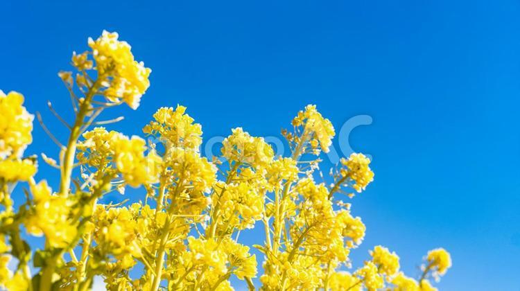 菜の花 菜の花,菜花,アブラナの写真素材