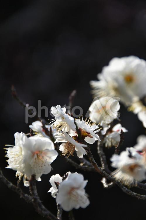梅（とらのお・虎の尾） 梅,とらのお,虎の尾の写真素材