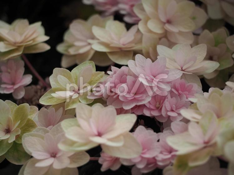 八重咲きの紫陽花　ピンクのグラデーション アジサイ,あじさい,紫陽花の写真素材