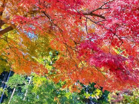 紅葉のもみじ林　伊豆の修善寺虹の郷にて 紅葉,モミジ,紅葉狩りの写真素材