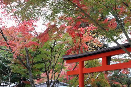 大原野神社の紅葉 大原野神社,紅葉,京春日の写真素材