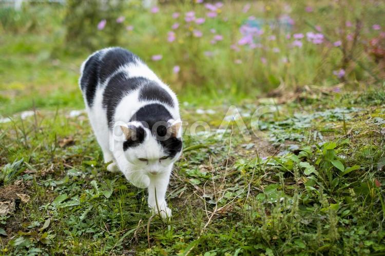 ぽっちゃりおデブな白黒猫_畑 猫,ねこ,日本猫の写真素材