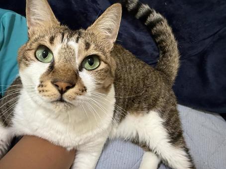 腕にからみつく猫02 腕にからみつく猫02 猫,ペット,癒しの写真素材