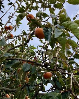 柿の木 柿,果実,実の写真素材