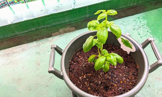 ベランダで育つ鉢植えバジル ベランダで育つ鉢植えバジルの写真