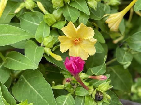 神田川10月：赤と黄色のオシロイバナ 白粉花,オシロイバナ,青葉の写真素材
