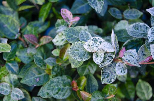 ハツユキカズラ ハツユキカズラの写真