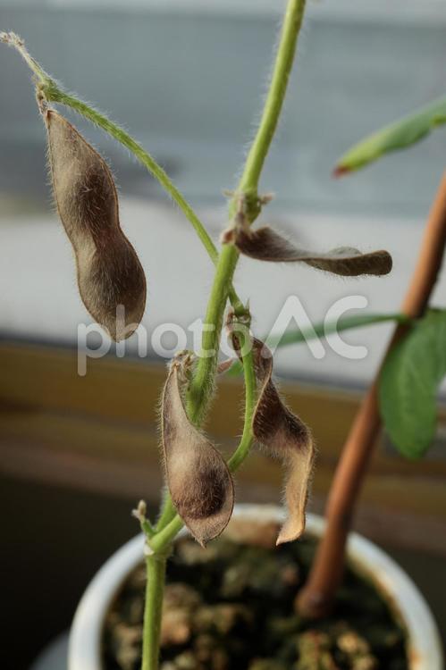 茶色の枯れた、枝豆 植物,枝豆,葉の写真素材
