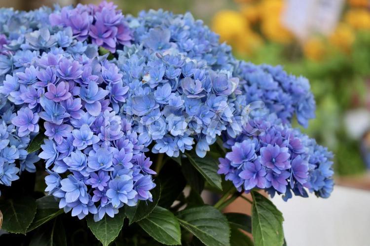 鮮やかなブルーのアジサイ アジサイ,紫陽花,花の写真素材