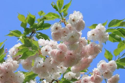 八重桜 八重桜 八重桜,桜,花の写真素材