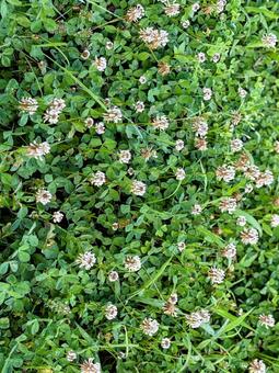 シロツメクサの写真